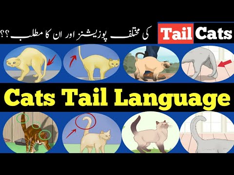 How to read your Cats Tail Language|How to Understand your Cat better|Cats Tail language  explained