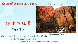 preview picture of video '2011年伊豆の紅葉 天城滑沢渓谷 Colored leaves in Japan:  Namesawa Valley in Izu'