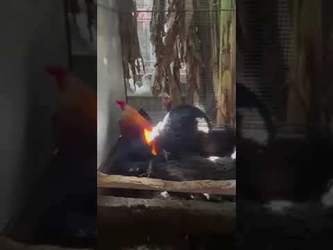 Gilliam roundhead From Garry Gilliam in Tahlequah, Oklahoma USA