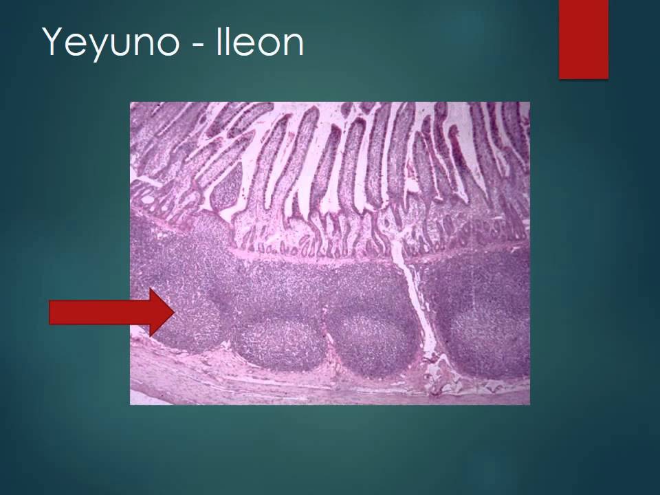 Histología del Intestino delgado y grueso