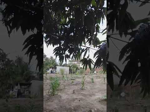 João Amado Brasil na roça no interior. Povoado de Palmeirinha jacobina Bahia.