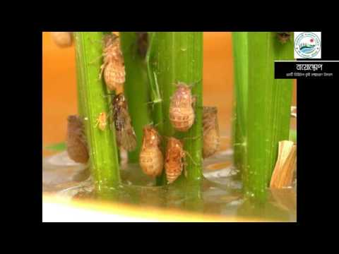 BPH-Brown Plant Hopper( কারেন্ট পোকা)