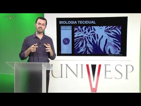 Cells and Tissues - Class 17 - Introduction to Tissue Biology