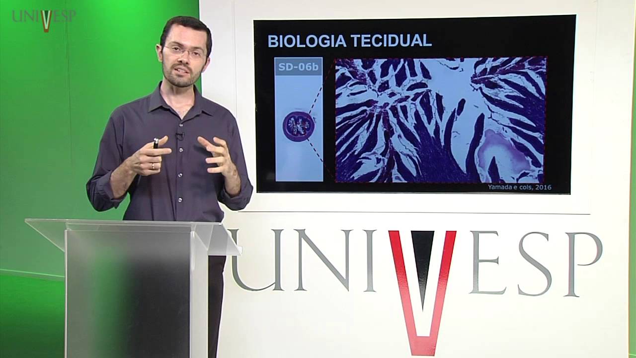 Células e Tecidos - aula 17 - Introdução à Biologia Tecidual