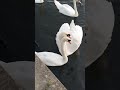 The Swan’s Unbreakable Bond #shorts