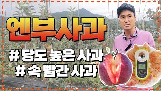 원숭이 엉덩이보다 빨간 사과가 있다고 ?! 앞으로 명절선물은 엔부사과가 책임집니다. [ 대림묘목농원_속빨간사…