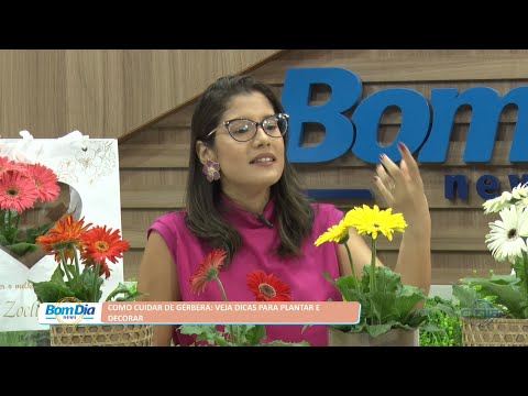 Como cuidar de Gérbera: Veja dicas para plantar e decorar 29 07 2022