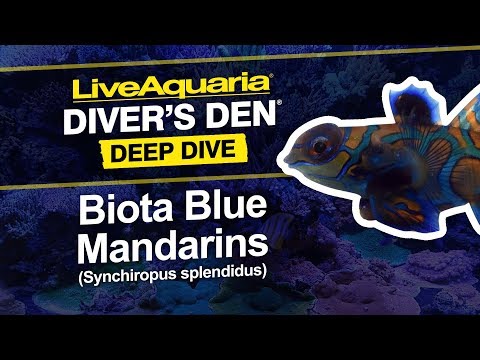 LiveAquaria® Diver’s Den® Deep Dive Biota Blue Mandarins (Synchiropus splendidus)