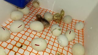 One More Baby Chick Hatched | Egg Incubator Day 21 RESULT