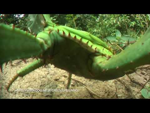 あちゃちゅむナナフシフォーク