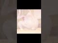 Chicken Wing Chicken Wing Song