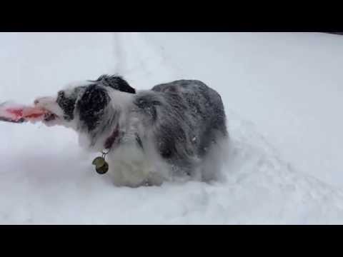 Zoe having fun during the 2015 Blizzard in Acushnet, MA