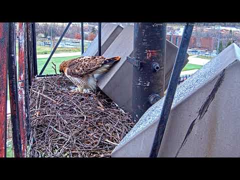 BR and Arthur Make Quick Stop At Fernow Nest For Renovations – Jan. 28, 2020
