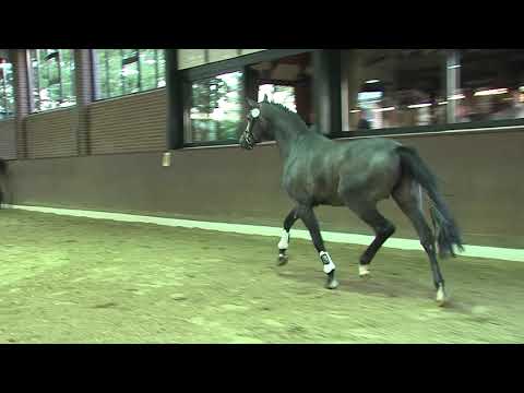 30. Mecklenburger Körtage 2020 - Kat.Nr. 79 Junghengst v. Hickstead White - Grey Top