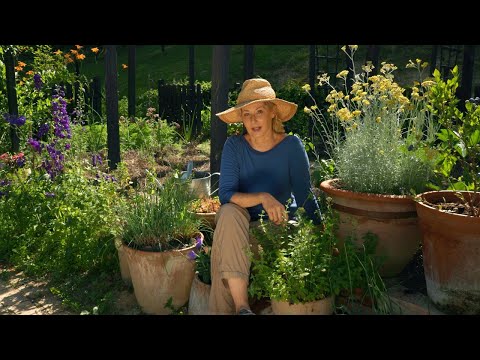 Škola vrtlarstva - uzgoj smilja u vrtu