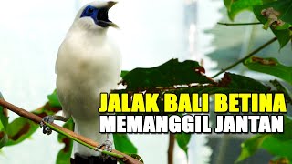 Download lagu KICAU PANCINGAN BURUNG JALAK BALI BETINA GACOR MEMANGGIL JANTAN DI KANDANG AVIARY SEDERHANA mp3 Download lagu KICAU PANCINGAN BURUNG JALAK BALI BETINA GACOR MEMANGGIL JANTAN DI KANDANG AVIARY SEDERHANA mp3