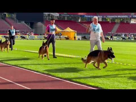 MIO Schiwago Grim Sam Ronaldo Go’s #bszs2025 #germanshepherd #gsd #bszs #germanshepheard