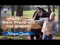 Pferdeerziehung Am Grasen Hindern Bernd Hackl Horsemanship