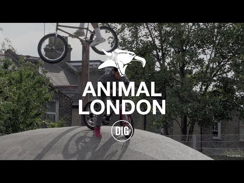 Animal London - DIG BMX