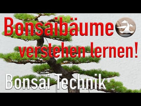 Das Bonsai Jahr! Bonsaibäume verstehen lernen!