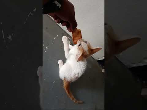 #viral #video @MunibChauhanlab72