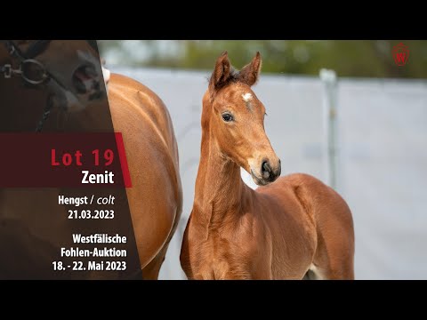 Online Auktion Lot 19 Zenit Hengst v. Zinedream - Comme il faut NRW