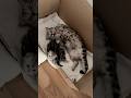 Chill Cat Kittens Cutecats