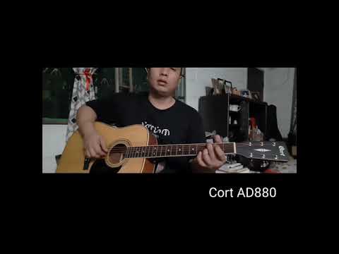 Cort vs. Severo Acoustic Guitars