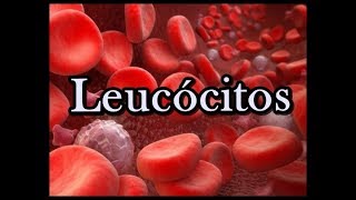 Leucócitos