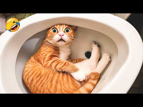 You Laugh You Lose 😹 Funniest Cats and Dogs 2026😂 Part 2