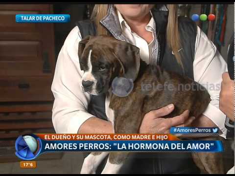 Amor por los perros - Telefe Noticias