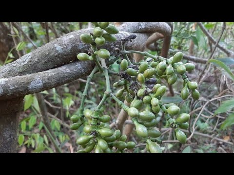 Dây Gắm Thảo Dược Qúy Trị Bệnh Xương Khớp