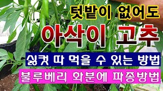 [텃밭농부 1,401]  텃밭이 없어도 아삭고추를 일찍 심어 풍족하게 따 먹을 수 있는 방법. 고추재배 #아…
