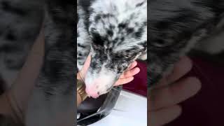 Sab-Saharan 📍Davao city. The Cleanest City in Philippines. #Welcometodavaocity #davaocity  #madayaw