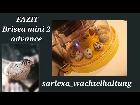 Mein Fazit zum Brinsea mini 2 advance, Wachteleier brüten
