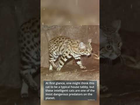 🐈Black-Footed Cat: Cool Facts You Didn't Know