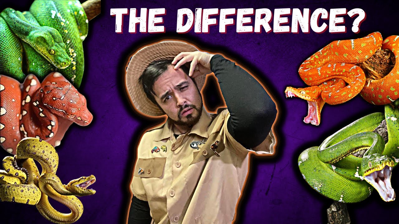 Green Tree Python & Emerald Tree Boa *The Convergent Evolution*