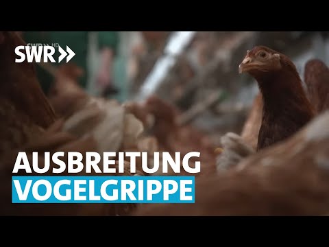 , title : 'Ausbreitung der Vogelgrippe | SWR Aktuell'