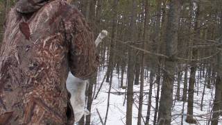 Rabbit hunting LR 22 and field dresssing Calgary area Alberta (Охота на зайца с мелкашки Калгари)