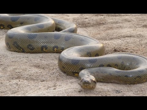Documentario National Geographic Italia, Nelle Fauci Dell'Anaconda