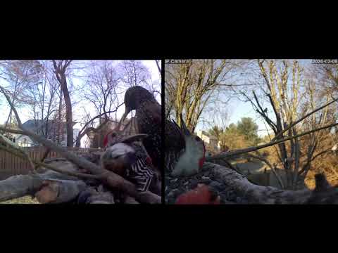 Red-bellied Woodpecker looses fight with European Starling - split camera and slow motion