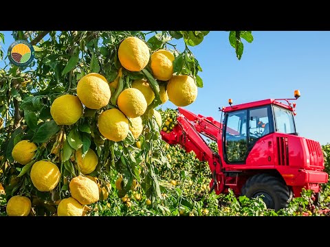 How Japanese Farmers Harvest Yuzu Citrus: Spicy Yuzukosho Processing | Farming Documentary