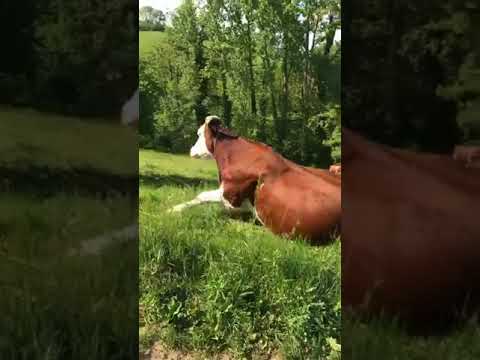 download lagu mp3 mp4 Commune 74, download lagu Commune 74 gratis, unduh video klip Commune 74