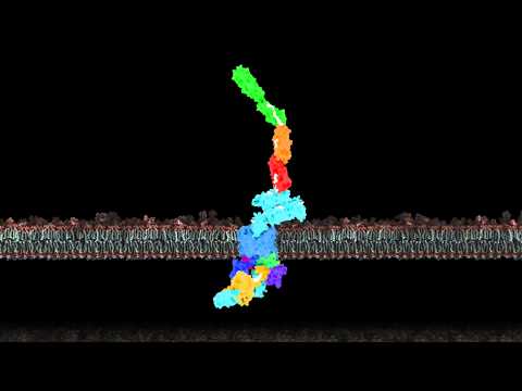 Pilus biogenesis at the outer membrane of Gram-negative bacteria