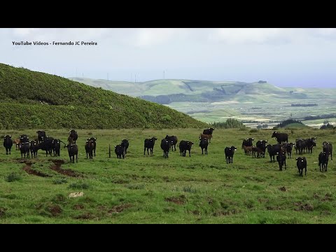 Wild Cows - Subida Ao Pico Do Carvão Visitando As Vacas Bravas JAF