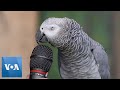 Talking Parrot VOANews