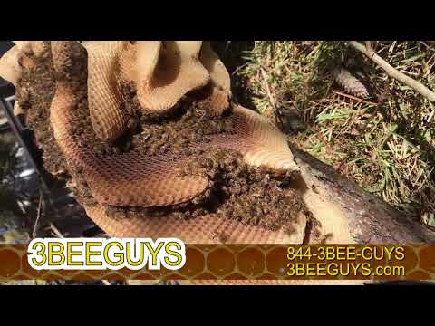 3BeeGuys Bee Removal