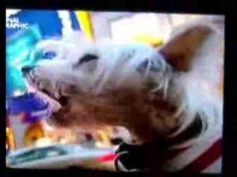 Super Dog That Sings #dog #amazingdog #singingdogs #singingdog #lol