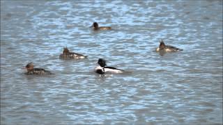 preview picture of video 'Red-breasted Merganser'