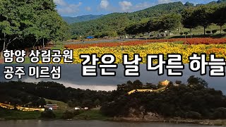 #85. 가을 꽃구경 상사화 명소 함양 상림공원/ 번쩍이는 하늘 공주 미르섬